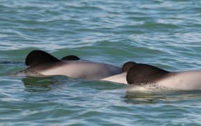 Māui dolphins are only found between Auckland and Taranaki and particularly from the Manukau Harbour to Port Waikato.