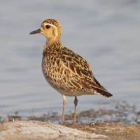 Photo for Pacific golden plover