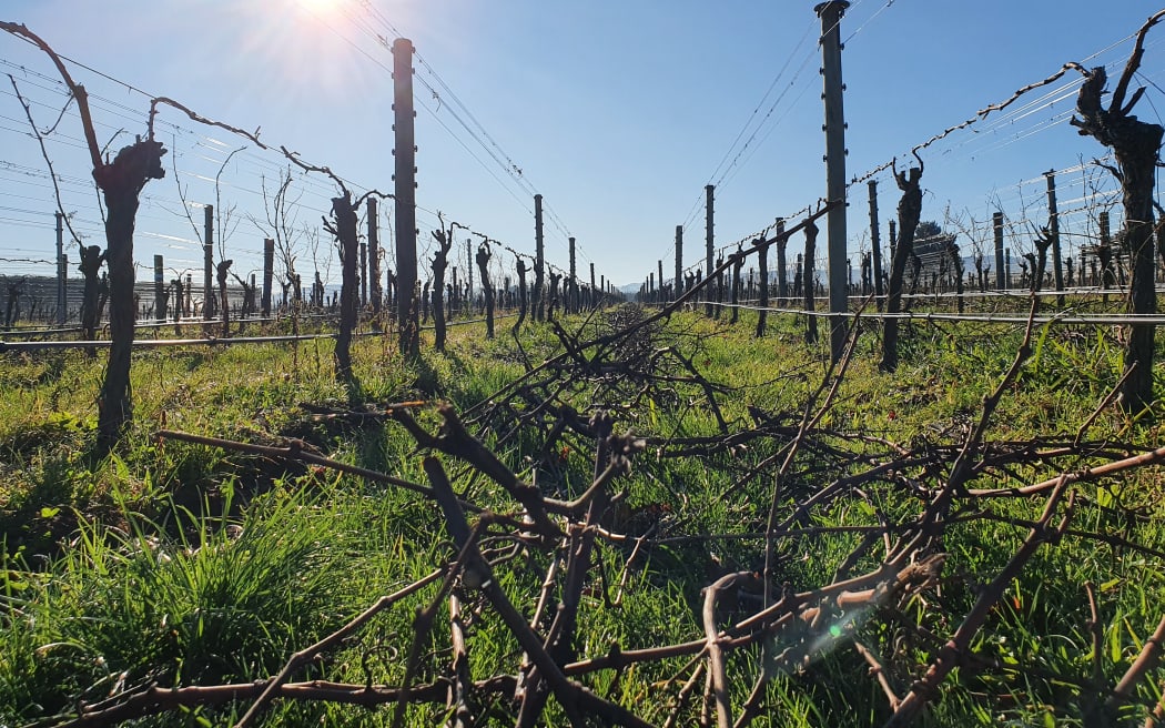 Pruning has started in Wairarapa vineyards