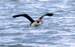 Marlborough Sounds - single use only