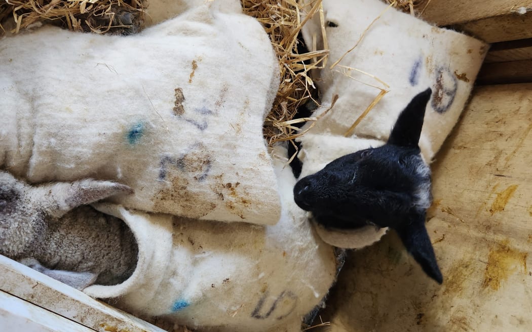 The newest lambs huddle together under a heat lamp