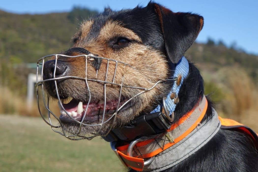 Woody, a DOC stoat-tracking conservation dog.