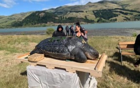 The 350kg endangered leatherback turtle was returned to Te Rūnanga o Koukourarata late last year