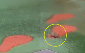A mouse in the playground of McDonald's Manurewa