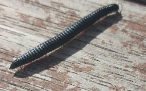 Portuguese millipedes
