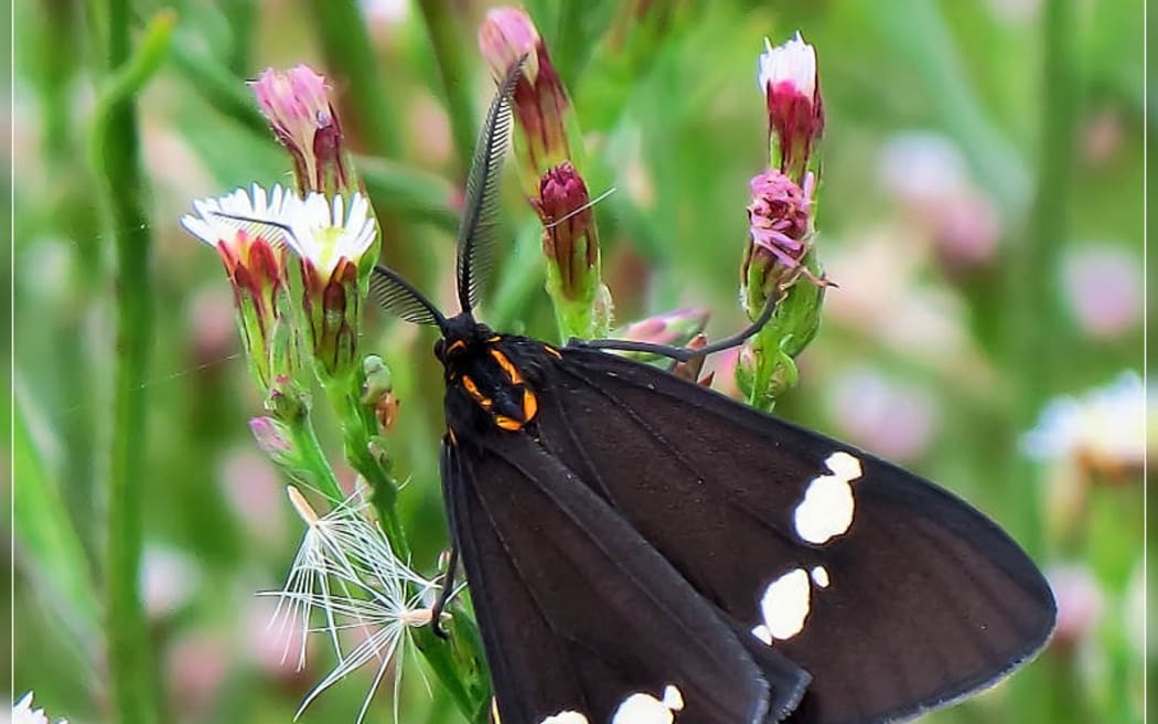 The magpie moth (Nyctemera annulata)