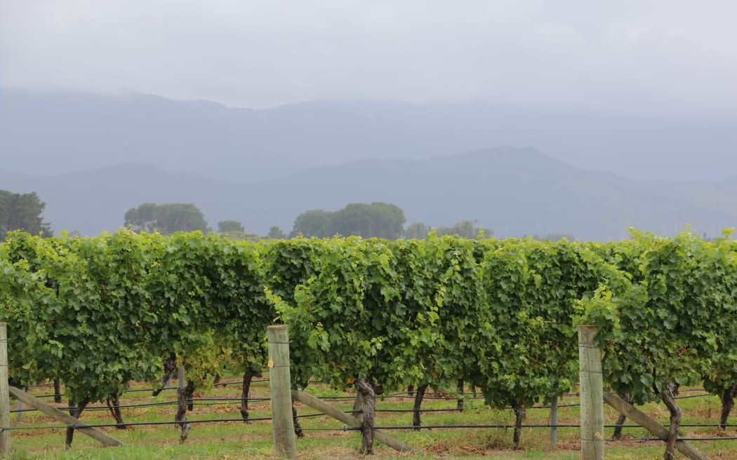te Pā Wines
