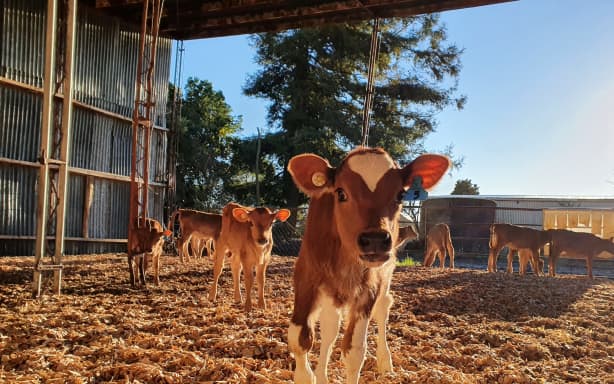 Country Life: On the Farm | RNZ