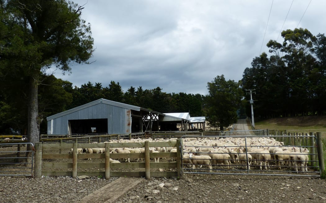 A yard of weaned lambs at George Tatham's farm.