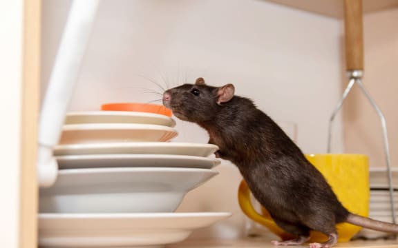 Rat crawls in the kitchen on dishes and looking for food. The concept of rodents in the house