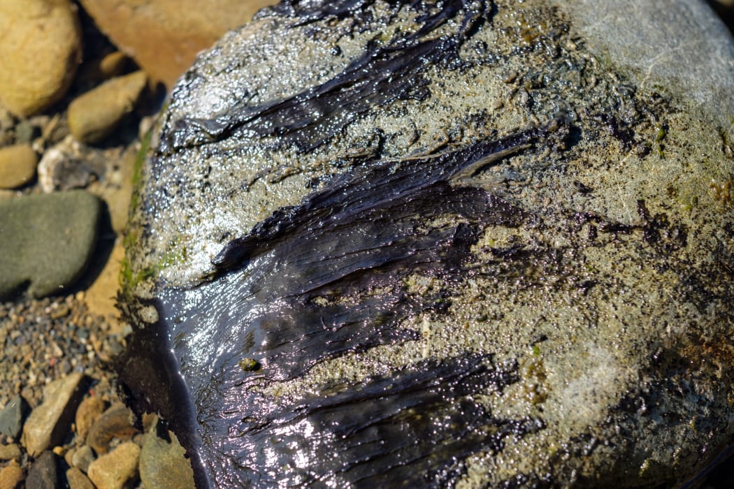 Toxic algae attached to rocks in the Ruamāhanga river