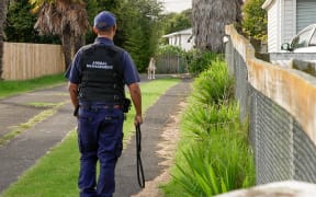 Roaming Dogs in South Auckland