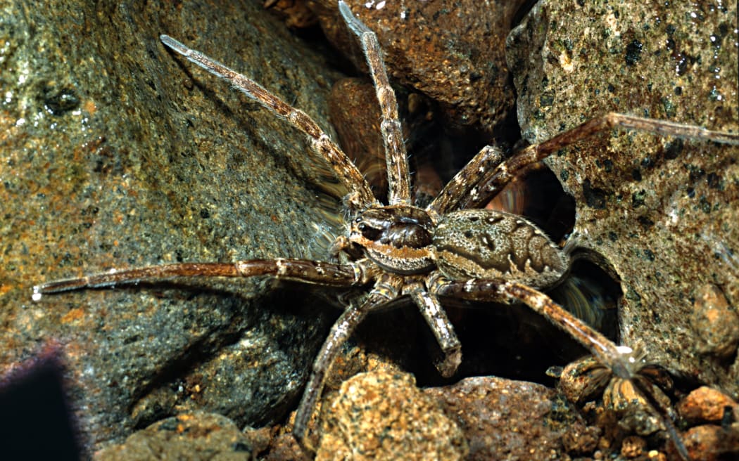 Shady Fishing Spider