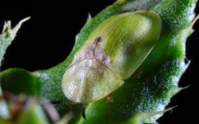 The adult Cassida or thistle beetle.
