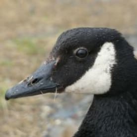 Photo for Canada goose