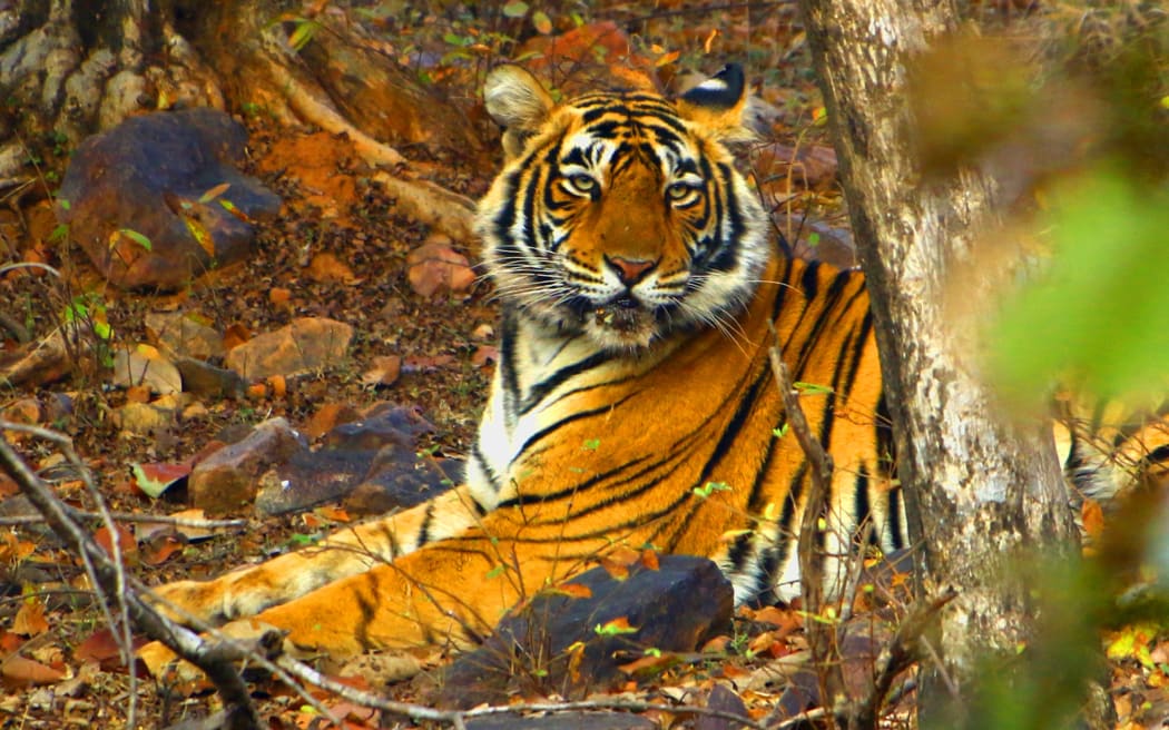 A Tigress Sultana is seen during a Jungle safari at the Ranthambore National Park in Sawai Madhopur district, Rajasthan, India on February 9, 2020.