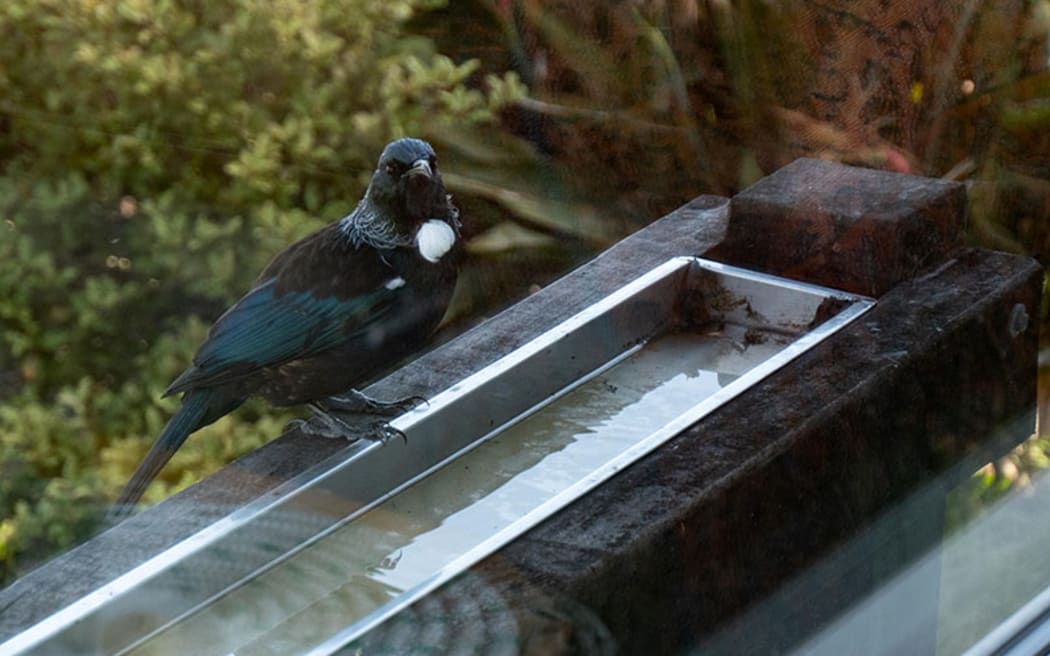 Among the 10-year trends for garden birds is a steady increase in tūī sightings. Tūī  respond enthusiastically to nectar in a feeder.