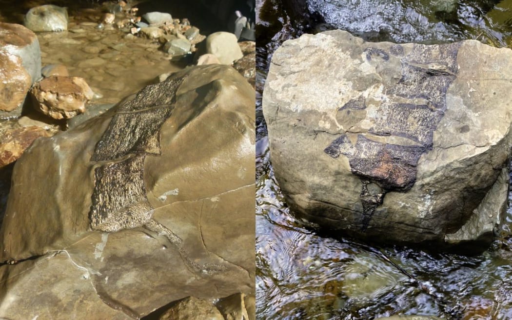 Fossils belonging to an elasmosaurus found in Hawke's Bay.
