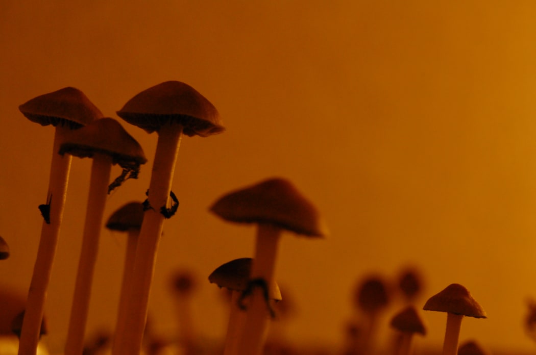 Psilocybe Cubensis, a species of psychedelic mushroom