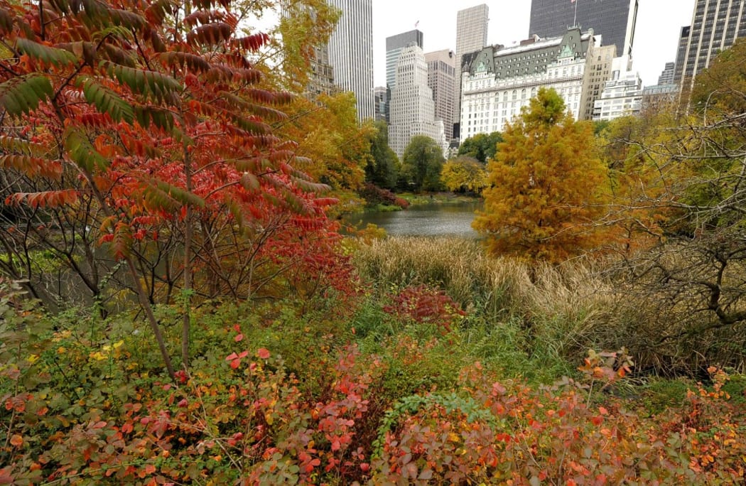 The Pond in Central Park  as leaves start to show signs of autumn in Central Park in New York City on November 8, 2010. The tri-state area was hit with its first  wintry mix as snow started to fall in the area.