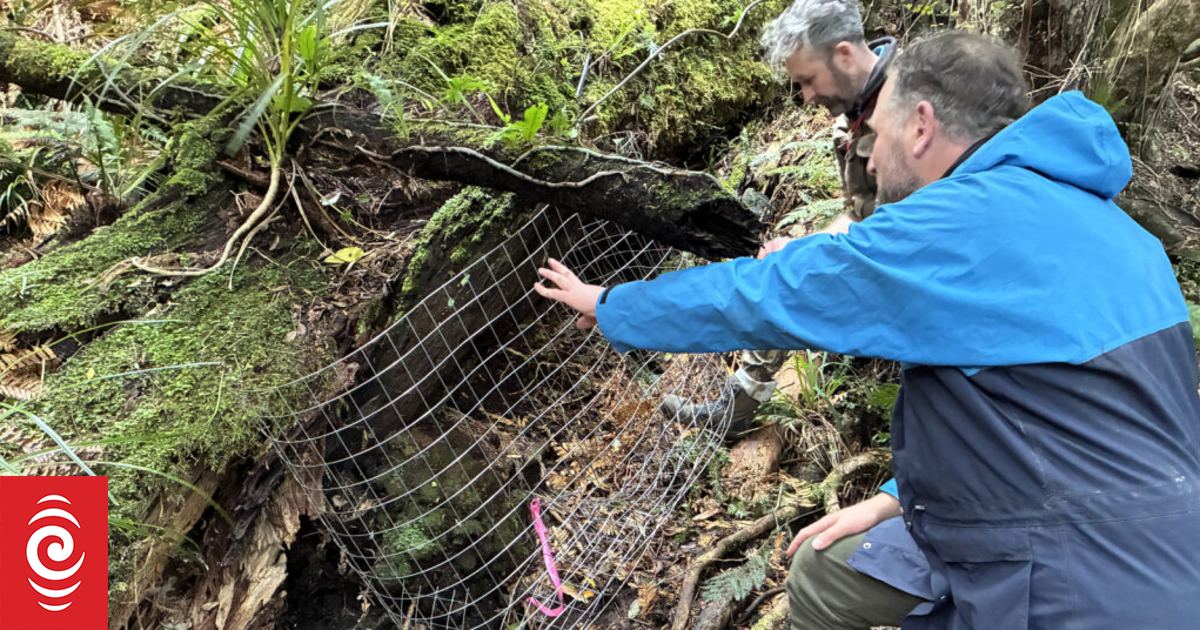 Our Changing World: Resurrecting Wellington’s Flowers of the Underworld