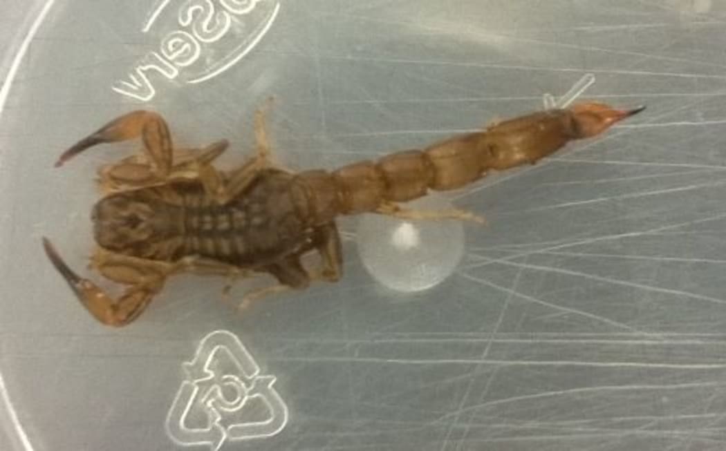 The scorpion discovered at Auckland Airport.