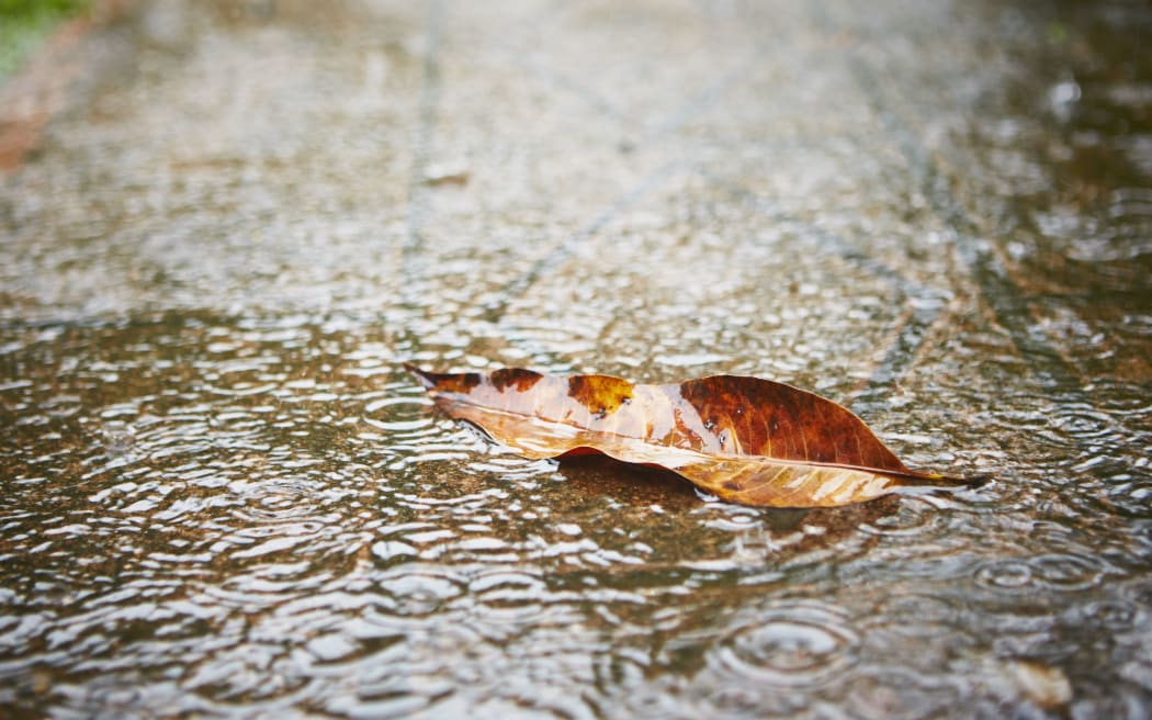 Heavy rain - fallen leaf on the sidewalk