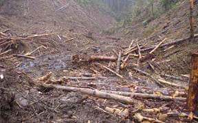 The offending activity in Whitikau Forest.