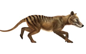 An artist's impression of a Thylacine coat. They are described as wolf or dog-like marsupials, with distinct stripes on their backs.