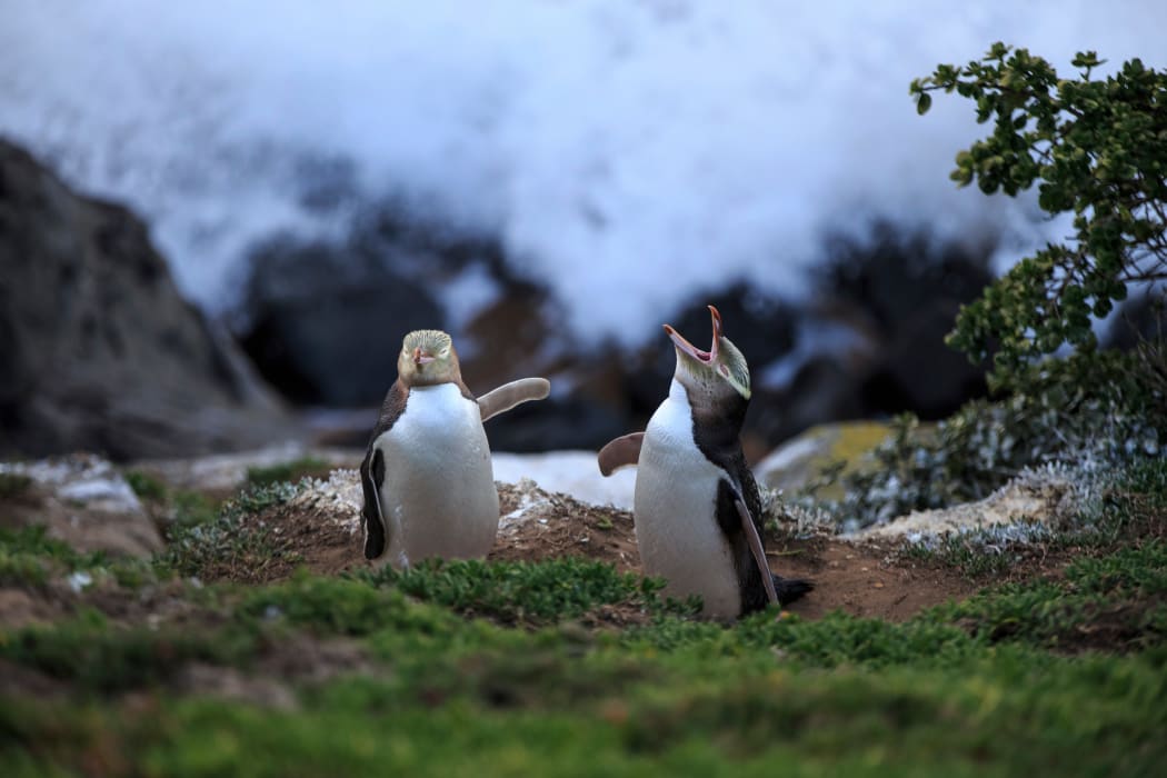 Yellow eyed penguins at Moeraki.