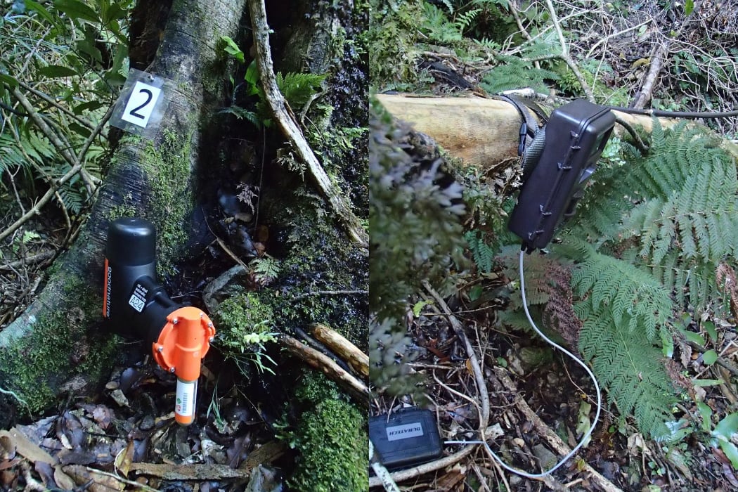A Goodnature rat trap and a trail camera bolted to trees just above the forest floor