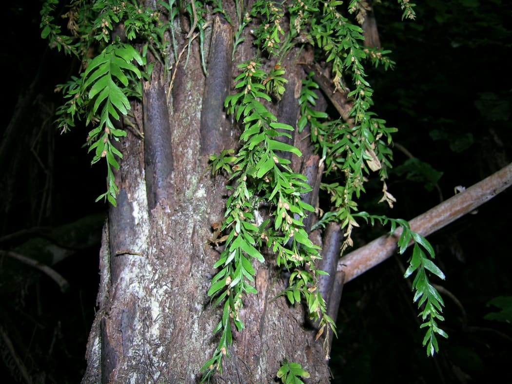 Tmesipteris horomaka on tree fern trunk