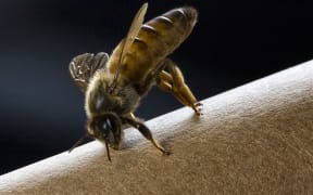 Queen Bee