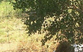 Cheetah attacks Christchurch boy Isaac Driver in South Africa.