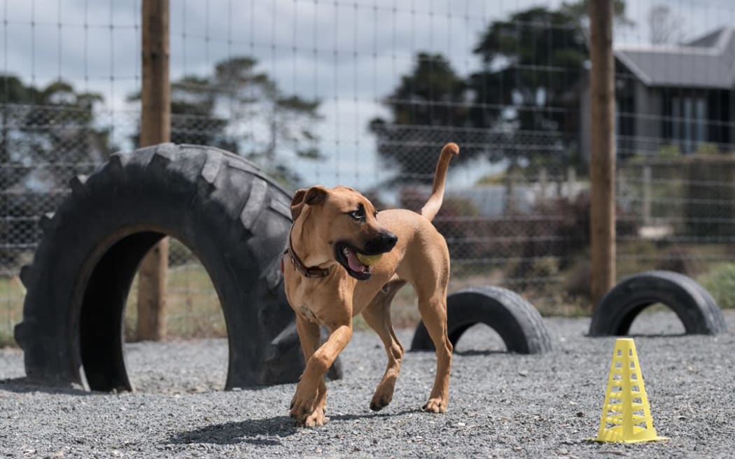 A dog playing at Pet Refuge.
