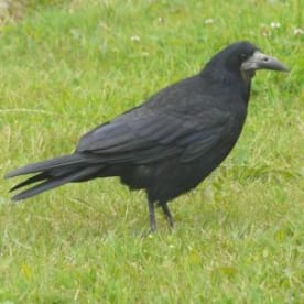 Photo for Rook