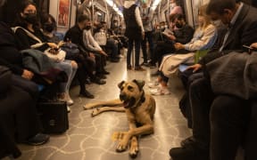 Istanbul's wonder dog, Boji, uses the city's extensive public transport system (including its ferry services) daily, often travelling as far as 30km