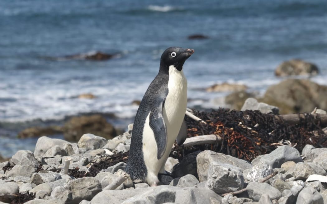 Adélie penguin in Wellington.