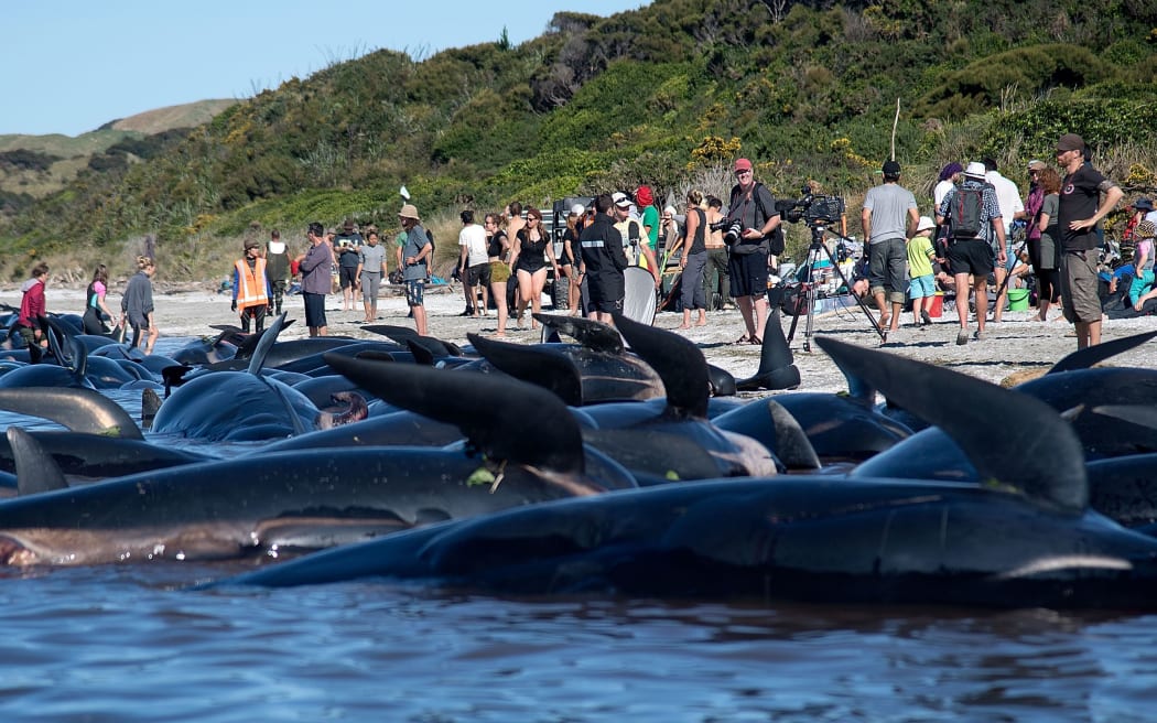 Dead Pilot whales sit on the high tide line during a mass stranding at Farewell Spit on February 11, 2017.