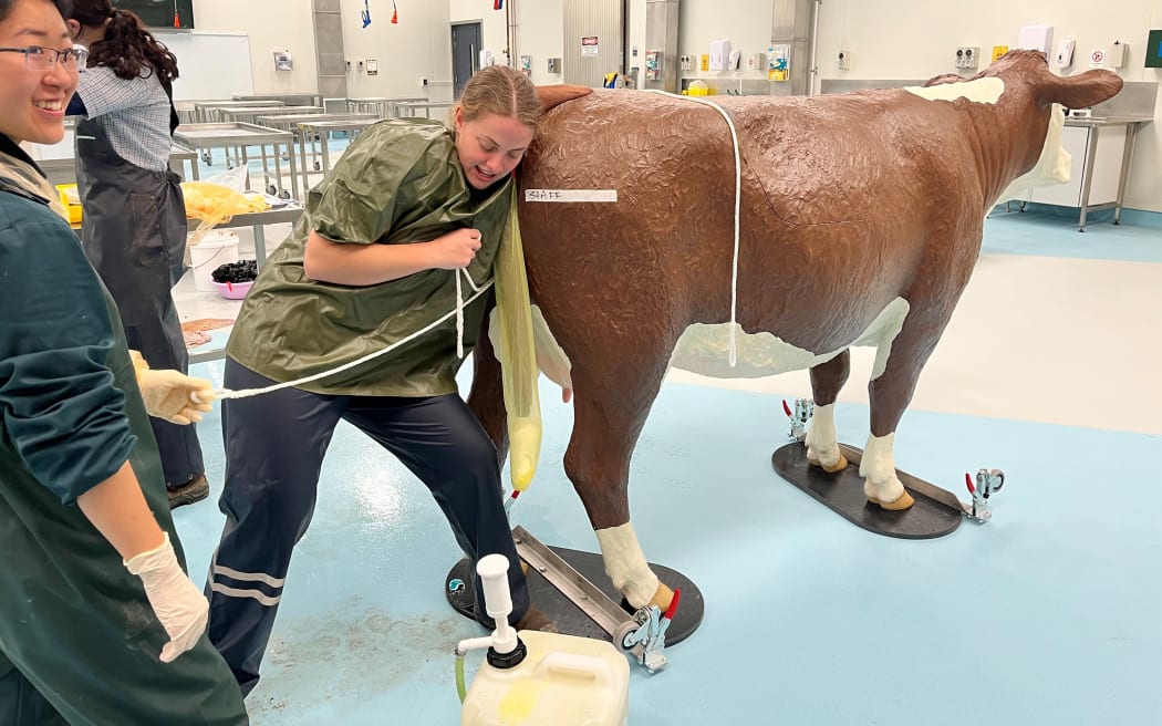 Students at Massey University's School of Veterinary Science practicing with their award-winning models.