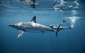 Riley Elliott with a mako shark