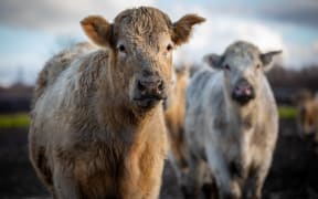 Cows on farm near Ashburton, three weeks after flooding hit the region.