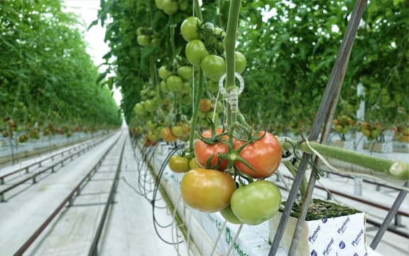 Hothouse tomatoes grown on the Waimea Plains in Tasman.