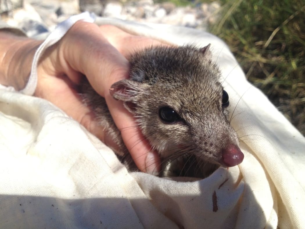 Northern quoll