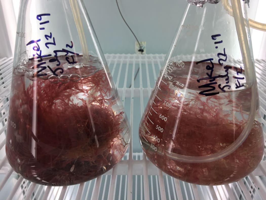 Red seaweed is being developed as a cattle feed that could have environmental benefits.