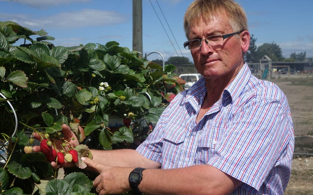 Berry grower Steve Malone surveys his crop during the Canterbury drought. 25 February 2015.