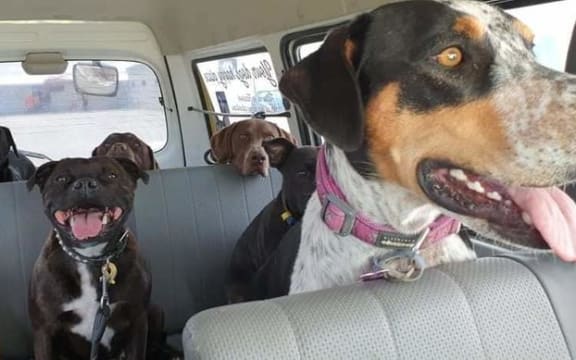 Dogs on a Dog's Day Out, Gisborne