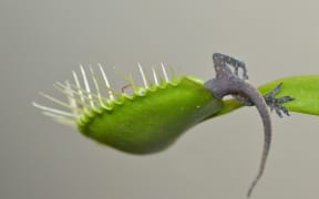 Lizard in venus fly trap