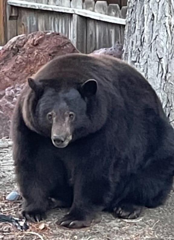 Black bear encounters are a regular occurrence in Tahoe and other areas of North America.