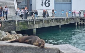 A seal pup on Wellington waterfront near Shed 6.